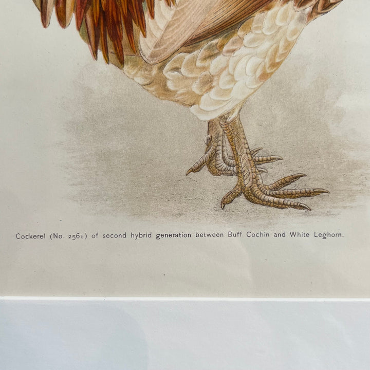 Original 1909 Kako Morita Chicken Lithograph (Plate 10)