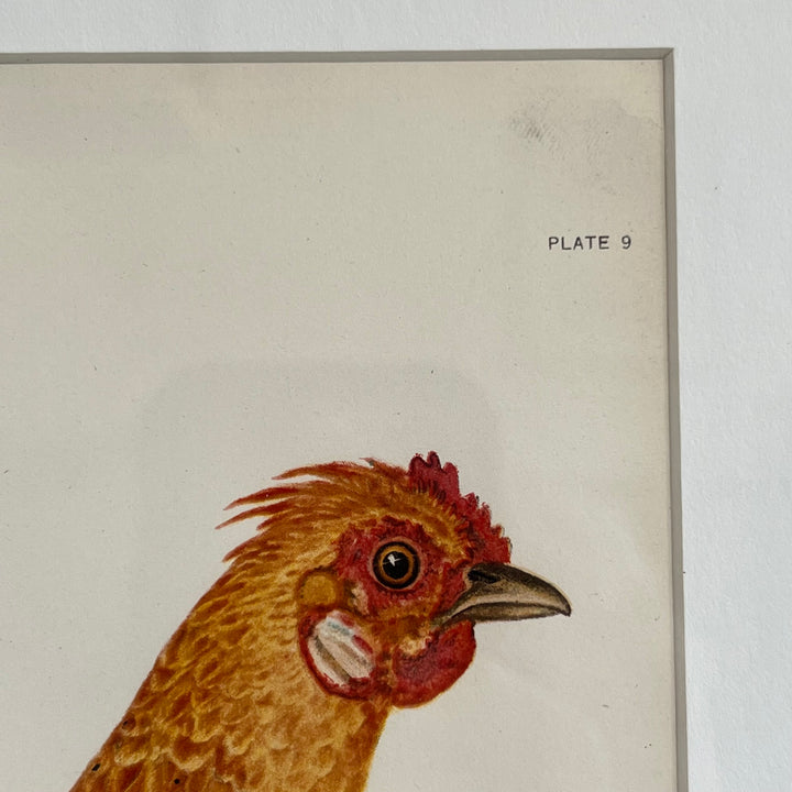 Original 1909 Kako Morita Chicken Lithograph (Plate 9)