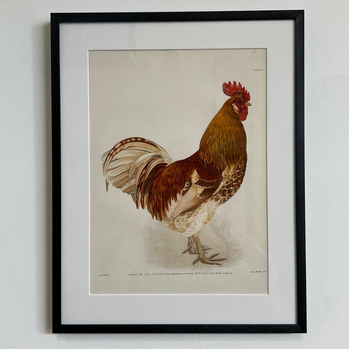 Original 1909 Kako Morita Chicken Lithograph (Plate 10)